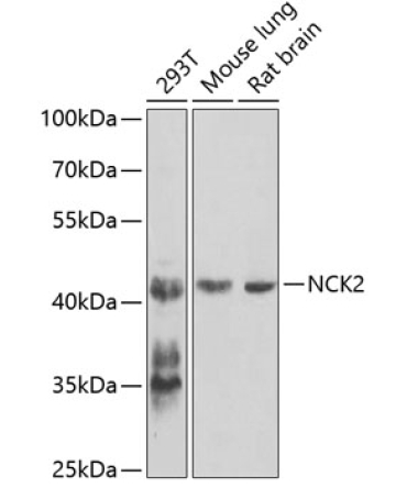 NCK2 Rabbit Polyclonal Antibody