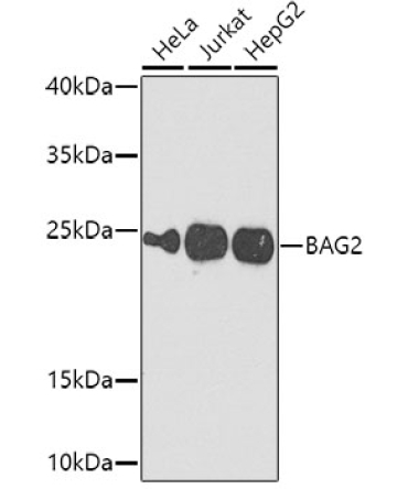 BAG2 Rabbit Polyclonal Antibody
