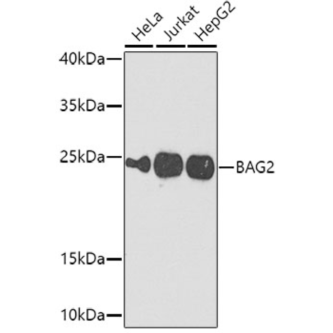 BAG2 Rabbit Polyclonal Antibody