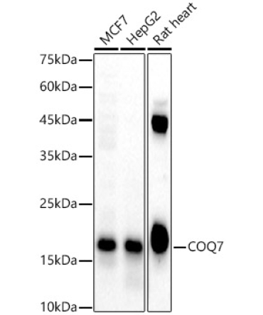 COQ7 Rabbit Polyclonal Antibody