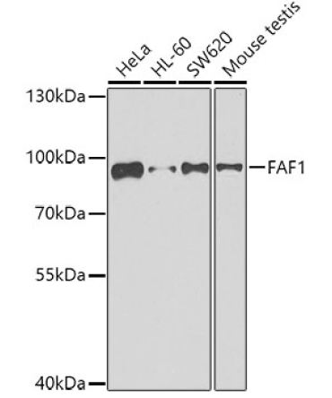 FAF1 Rabbit Polyclonal Antibody