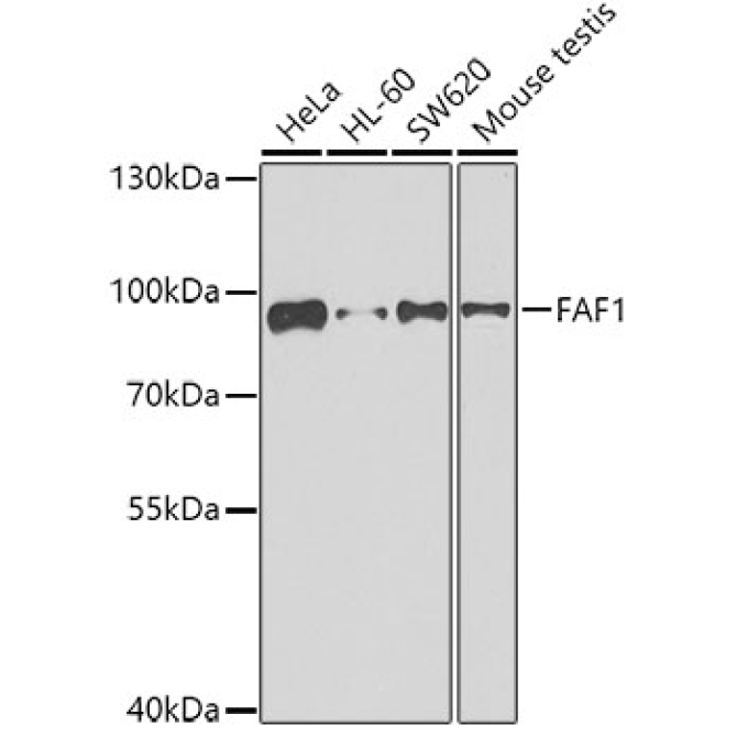 FAF1 Rabbit Polyclonal Antibody