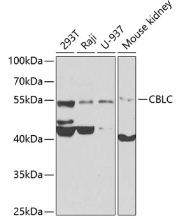 CBLC Rabbit Polyclonal Antibody