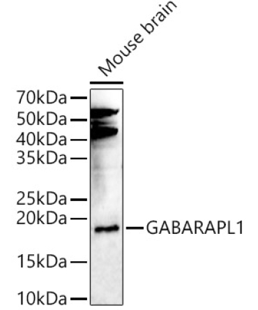 GABARAPL1 Rabbit Polyclonal Antibody
