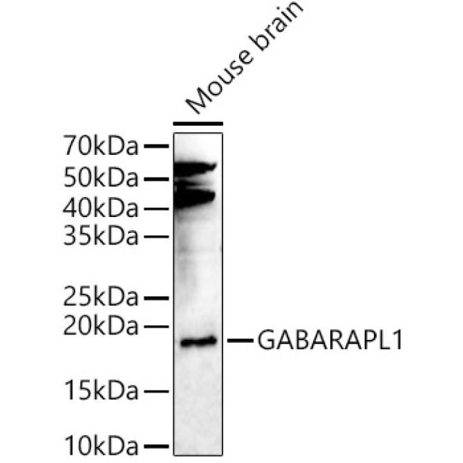 GABARAPL1 Rabbit Polyclonal Antibody