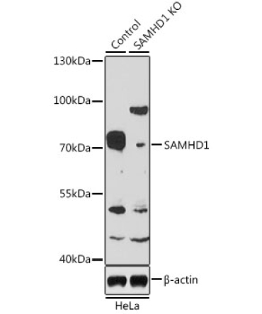 SAMHD1 Rabbit Polyclonal Antibody [KO Validated]