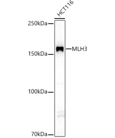 MLH3 Rabbit Polyclonal Antibody