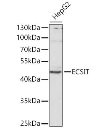ECSIT Rabbit Polyclonal Antibody