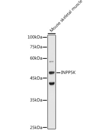 INPP5K Rabbit Polyclonal Antibody