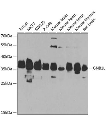 GNB1L Rabbit Polyclonal Antibody