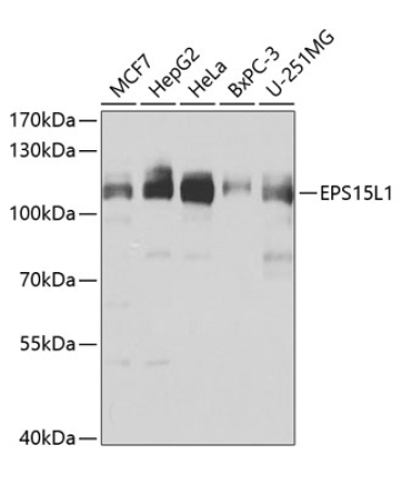 EPS15L1 Rabbit Polyclonal Antibody