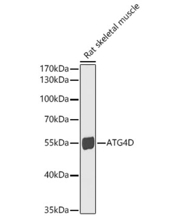 ATG4D Rabbit Polyclonal Antibody