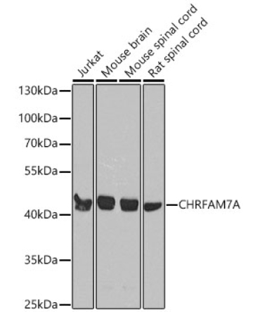 CHRFAM7A Rabbit Polyclonal Antibody