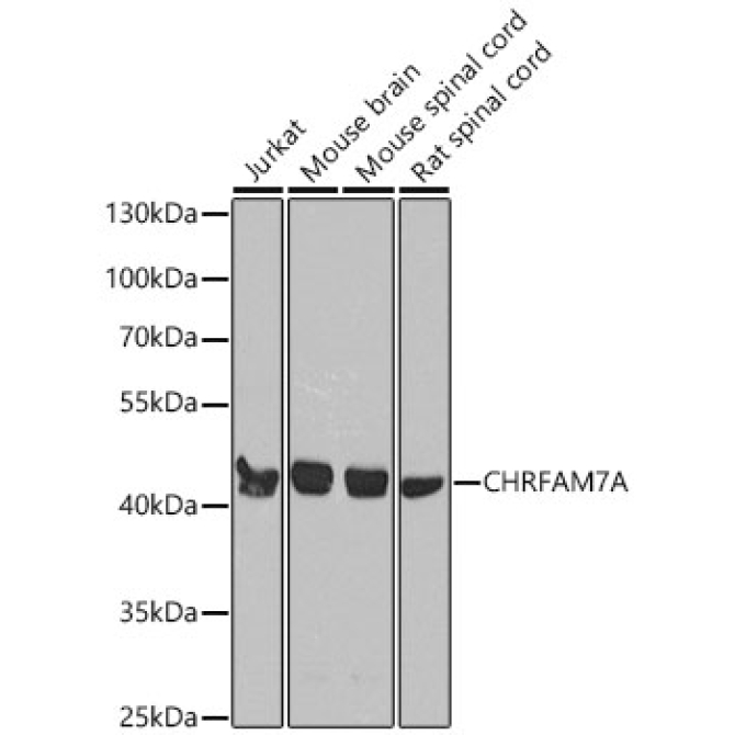 CHRFAM7A Rabbit Polyclonal Antibody
