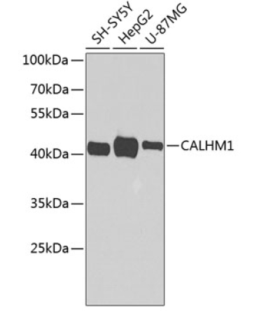 CALHM1 Rabbit Polyclonal Antibody
