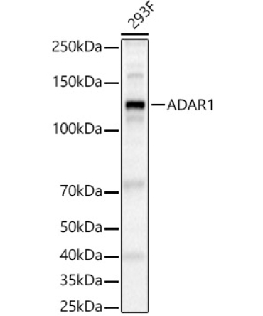ADAR1 Rabbit Polyclonal Antibody