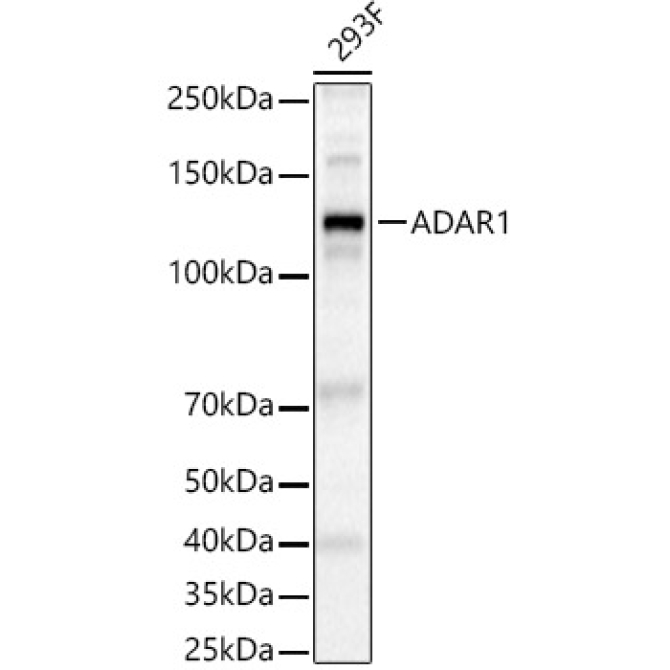 ADAR1 Rabbit Polyclonal Antibody