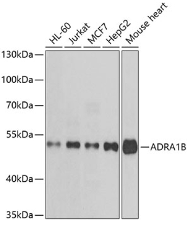 ADRA1B Rabbit Polyclonal Antibody