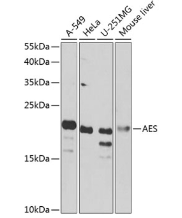 AES Rabbit Polyclonal Antibody