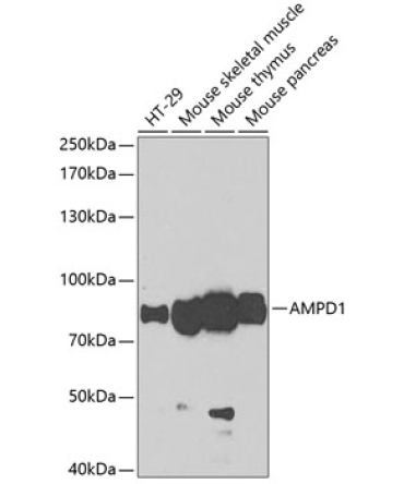 AMPD1 Rabbit Polyclonal Antibody