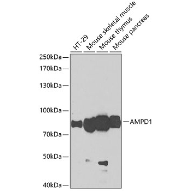 AMPD1 Rabbit Polyclonal Antibody