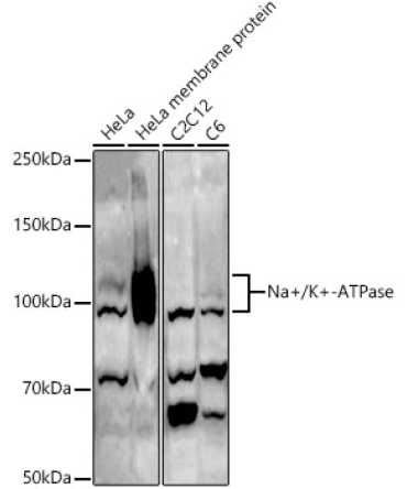 Na+/K+-ATPase Rabbit Polyclonal Antibody