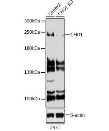 CHD1 Rabbit Polyclonal Antibody [KO Validated]