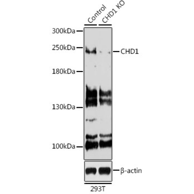 CHD1 Rabbit Polyclonal Antibody [KO Validated]