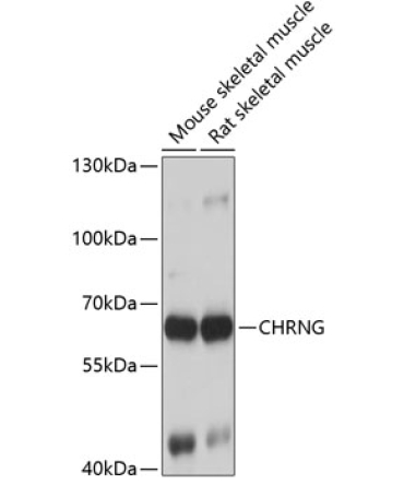 CHRNG Rabbit Polyclonal Antibody
