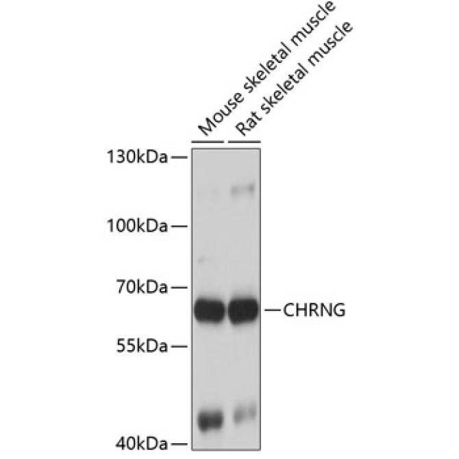 CHRNG Rabbit Polyclonal Antibody