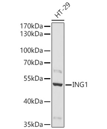 ING1 Rabbit Polyclonal Antibody