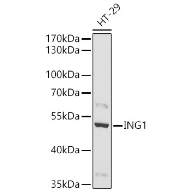 ING1 Rabbit Polyclonal Antibody