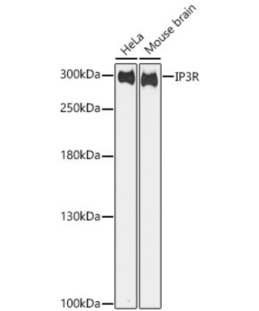 IP3R Rabbit Polyclonal Antibody