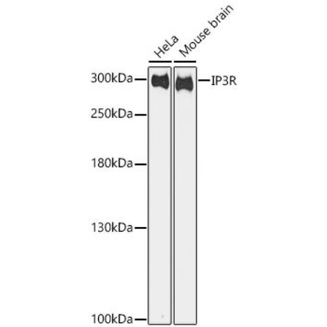 IP3R Rabbit Polyclonal Antibody