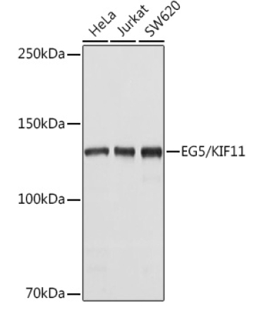 EG5/KIF11 Rabbit Polyclonal Antibody