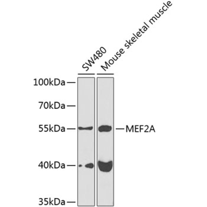 MEF2A Rabbit Polyclonal Antibody