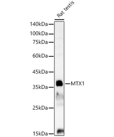 MTX1 Rabbit Polyclonal Antibody