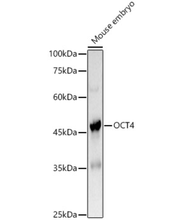 OCT4 Rabbit Polyclonal Antibody