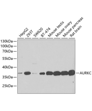 AURKC Rabbit Polyclonal Antibody