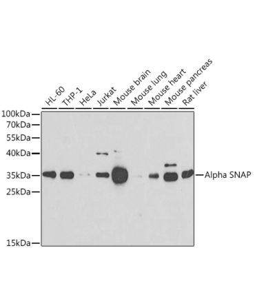Alpha SNAP Rabbit Polyclonal Antibody