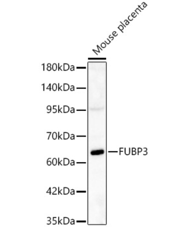FUBP3 Rabbit Polyclonal Antibody