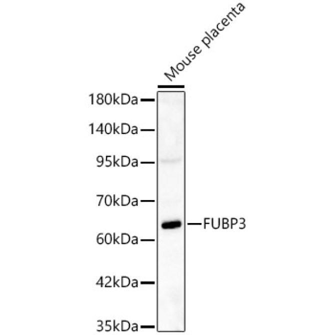 FUBP3 Rabbit Polyclonal Antibody
