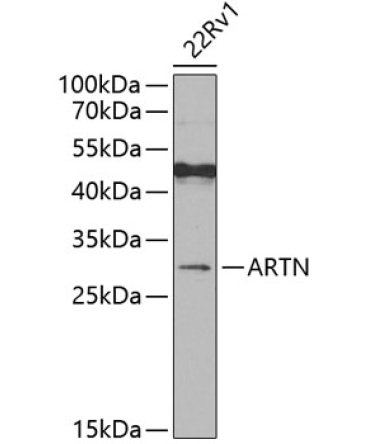 ARTN Rabbit Polyclonal Antibody