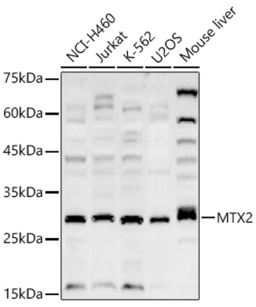 MTX2 Rabbit Polyclonal Antibody