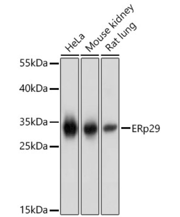 ERp29 Rabbit Polyclonal Antibody