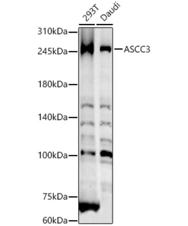ASCC3 Rabbit Polyclonal Antibody