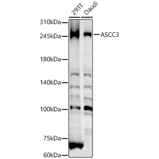 ASCC3 Rabbit Polyclonal Antibody