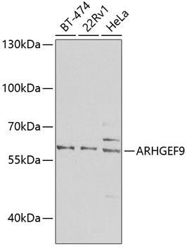 ARHGEF9 Rabbit Polyclonal Antibody