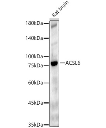 ACSL6 Rabbit Polyclonal Antibody
