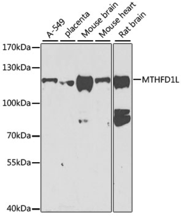 MTHFD1L Rabbit Polyclonal Antibody